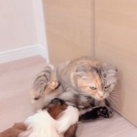 赤ちゃん犬と猫のふれあい5