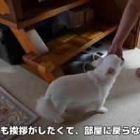 挨拶をするまで戻りたくないようです