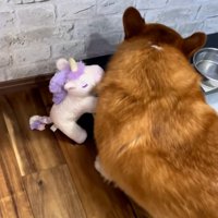 水を飲むロイくん