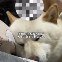 飼い主と布団に入って眠る犬