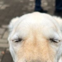 目