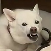 鋭い牙をむき出しにする犬