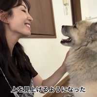 人を見上げる犬