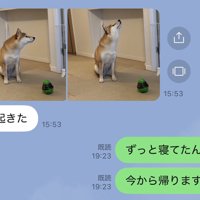 柴犬
