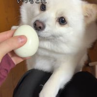 ゆで卵を欲しがるベラちゃん9