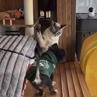 猫パンチ