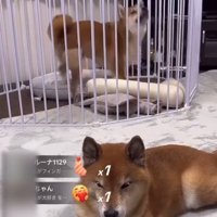 ロックくん＆ボブくんのハプニング3