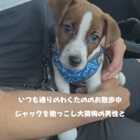 人に抱かれている子犬