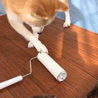 コロコロを要求するクウちゃん3