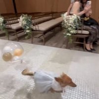 きなこちゃんがリングドッグに挑戦2