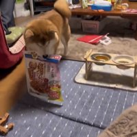 袋を目の前まで届ける犬