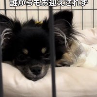 家族が決まらなかった