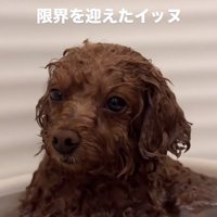 我に返るピノちゃん