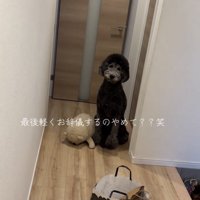 廊下で座る犬