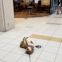 転がる茶々麻呂之介くん