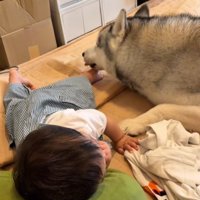 赤ちゃんの足をなめるスノウくん