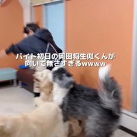さっそく大型犬たちに襲われる