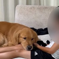 足の上に顔をのせる犬