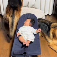 赤ちゃんとお兄ちゃん犬たち4