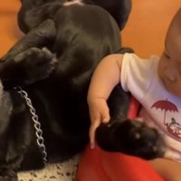 おもちゃをくわえる犬