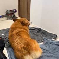 お風呂上がりのロイくん⑩