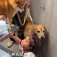 「がんばって」
