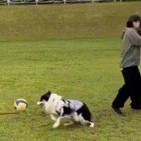 ボールを女性の顔面に当ててしまい、その場を立ち去る犬