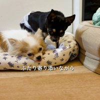 白い犬の隣に座ろうとする黒い犬
