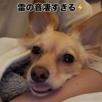 雷を怖がる小型犬