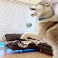 キャッチを失敗するセナくん