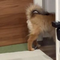 立ち去るナッツちゃん