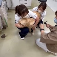 診察室でスタッフに抱えられる犬