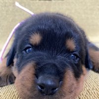こちらを見つめる子犬