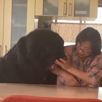 お母さんと真っ黒の超大型犬4