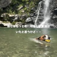 水の中を泳ぐ犬