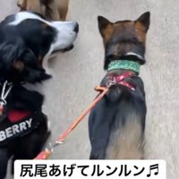 しっぽを上げて、ルンルンで歩くように♪
