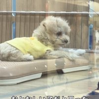 ペットショップの子犬