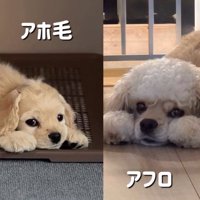 パルちゃんのビフォーアフター