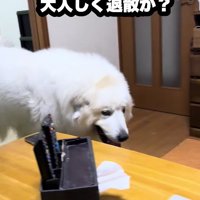 「じいじと遊びたい…」