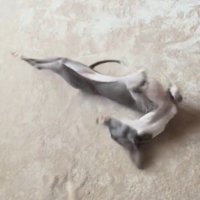 カーペットの上で激しく体をくねらせる細長い犬