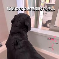 窓を開けたら…