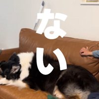 剣はない様子…