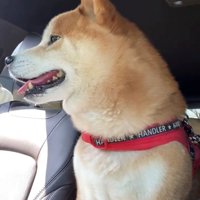 車内で飼い主の声を聞く犬