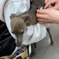 注射をされるティナちゃん