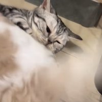 全てを受け入れているみるちゃん