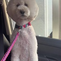 車の外に出ようとしない