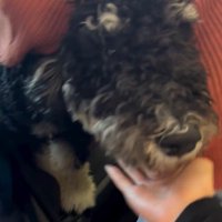 フランくんとママさんの再会3