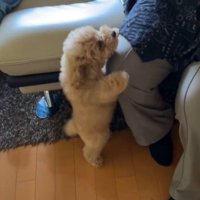 ちゃこたろう君と祖父母の初対面5