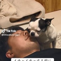 パパに甘えたいピペちゃん