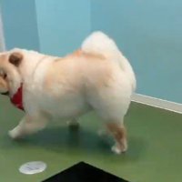 後ろをふり返る犬